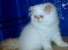 Персидские котята превью 632279.