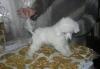 Щенки той-пуделя белые, арлекин и фантом превью 632407.