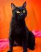 Шарль де Мур, черный котик с янтарными глазами превью 632544.