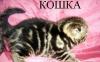Превью Золотой мрамор, шотландские котята Москва - 2