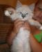 Котик.Метис(сиамской и персидской кровей).1,5мес превью 633579.