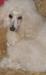 Карликовый пудель для вязки (сука) превью 633771.