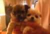 Щенки чихуахуа превью 633823.