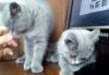 Британские котята превью 634099.