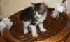 Котята сибирята) превью 634244.