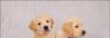 Щенки золотистого(голден) ретривера превью 634248.