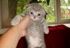 Котята скоттиш фолд и скоттиш страйт превью 634720.