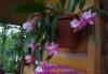 Превью Epiphyllum "Deutsche Kaiserin" (лесной кактус) Москва - 1