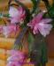 Превью Epiphyllum "Deutsche Kaiserin" (лесной кактус) Москва - 2