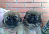 Пекинеса щенки превью 635939.