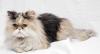 Буся,1,5 года,персидская кошка в дар превью 636216.