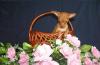 Превью Страна Лилипутия - щенки Чихуа, Той-терьер, Йорк Москва - 1