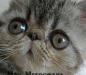 Котик с чудесными глазками превью 636391.