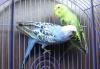 Волнистые попугайчики 2,5 мес превью 636491 Волнистые попугайчики 2,5 мес превью 636491.