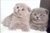 Вислоухие плюшевые котята превью 637182.