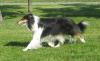 Щенки колли превью 637372.
