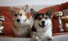 Вель корги пемброк,2,5мес,триколорные малыши превью 638221.