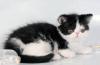 Превью Экзотический котик Москва - 1
