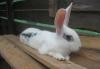 Предлагаем кроликов превью 638395.