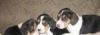 Щенки бигля превью 638620.