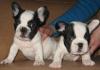 Щенки французского бульдога превью 638695.