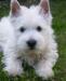 Щенок Вест-хайленд терьер (кобель) превью 638768.