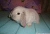Карликовые вислоухие кролики превью 639412.