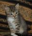 В дар котенок- серо-полосатый малыш Кешенька превью 639551.