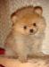 Щенки померанского (карликого)щпица. Недорого превью 639563.