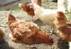 Куры несушки превью 639989 Куры несушки превью 639989.