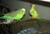 Волнистые попугаи превью 641165 Волнистые попугаи превью 641165.