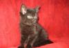 Британская кошечка - горький шоколад превью 641166.