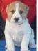 Превью Сука алабая 6 мес. из питомника Климовск - 4