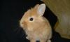 Крольчата декоративные и карликовые превью 641359.