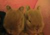 Превью Карликовые крольчата мини Санкт-Петербург - 2