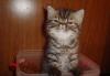 Котик экзот мраморный 2мес.-супер превью 641556.