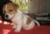 Jack-Russell-Terrier превью 641787.