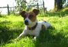 Превью Jack-Russell-Terrier Санкт-Петербург - 3