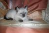 Тайские (старотипные сиамские) котята превью 642151.