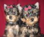 Йоркширского терьера щенки превью 642260.