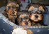 Девочки йоркширского терьера от 18 тыс превью 642380.
