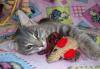Превью Самый лучший котёнок Казань - 2