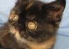 Экзотическая кошечка превью 642599.