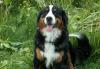 Щенки бернского зенненхунда превью 640311.