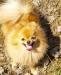 Шпиц щенки,мальчики и девочки,есть подростки превью 643094.