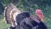 Индюки превью 643484 Индюки превью 643484.