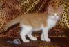 Превью Очаровательный котенок ищет дом Санкт-Петербург - 1