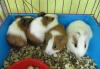 Продаются морские свинки превью 640462.