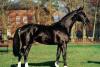 Продаю жеребца превью 644205.