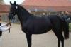Продается  красивый выездковый конь  превью 644239.